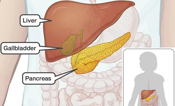 Hijama Points For Gallbladder Stones